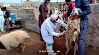 دەرزی دژە نەخۆشی لە ئاژەڵ و پەلەوەرەکانی خورماتوو دەدر...