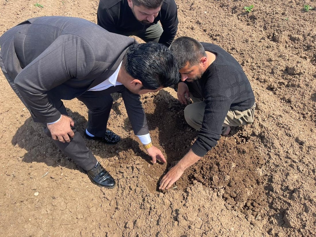 پیاز و په‌تاته‌ چێندراوه‌كه‌ى شێخان زیانیان به‌ركه‌وتووه‌