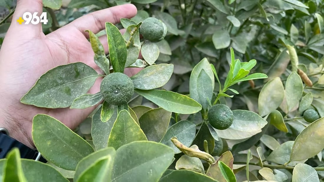 964mediaصورة من منصة (شبكة): 