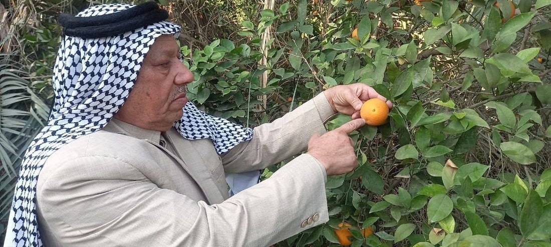 تهاجم بلا رحمة ولا حلول.. بساتين كربلاء تستغيث من “الذبابة الملعونة” (صور)