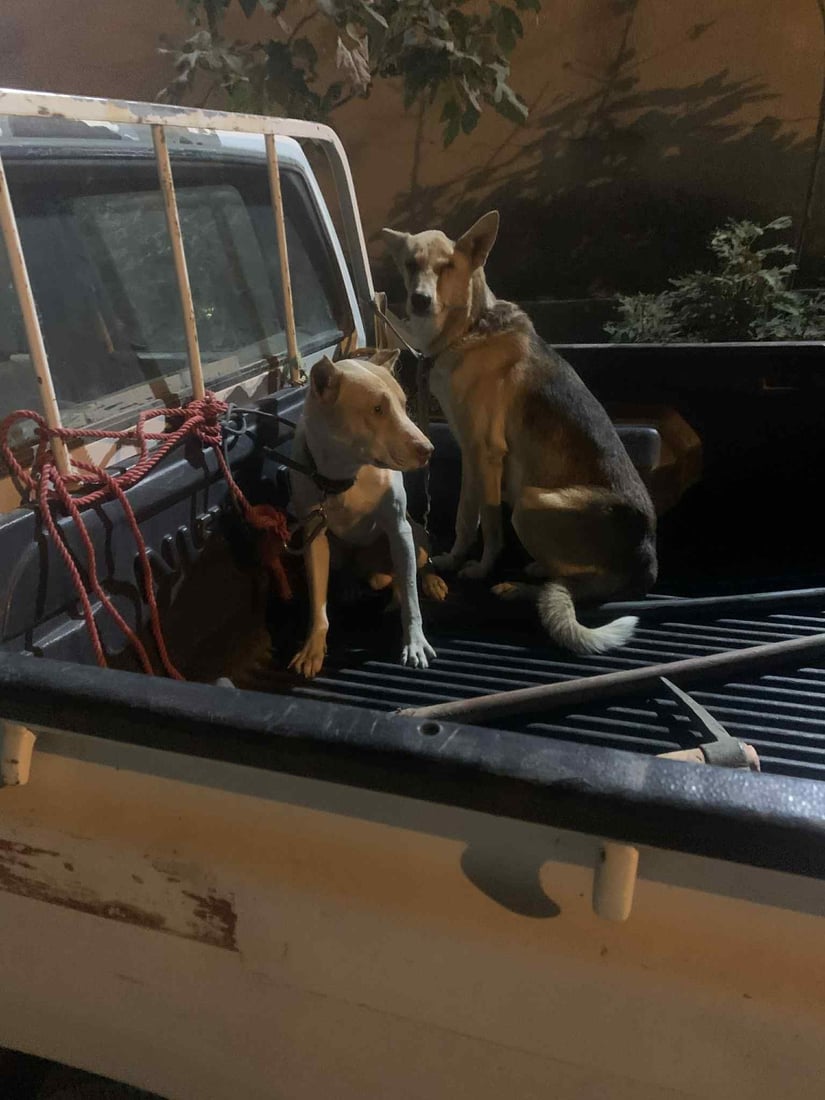 لە پیرەمەگروون و تەکیە 10 راوچی قۆڵبەست کران