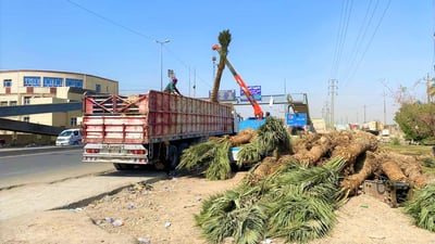 بالصور.. مداخل الزعفرانية تصد العواصف بزراعة أشجار النخيل