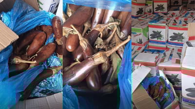 زیاتر لە 10 تۆن باینجانی خراپبوو دەستی بەسەردا گیرا