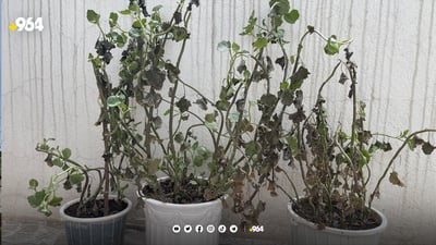 ئاگاتان لە گوڵەکانتان بێت دوو نەخۆشی لەم وەرزەدا بەربڵاوە