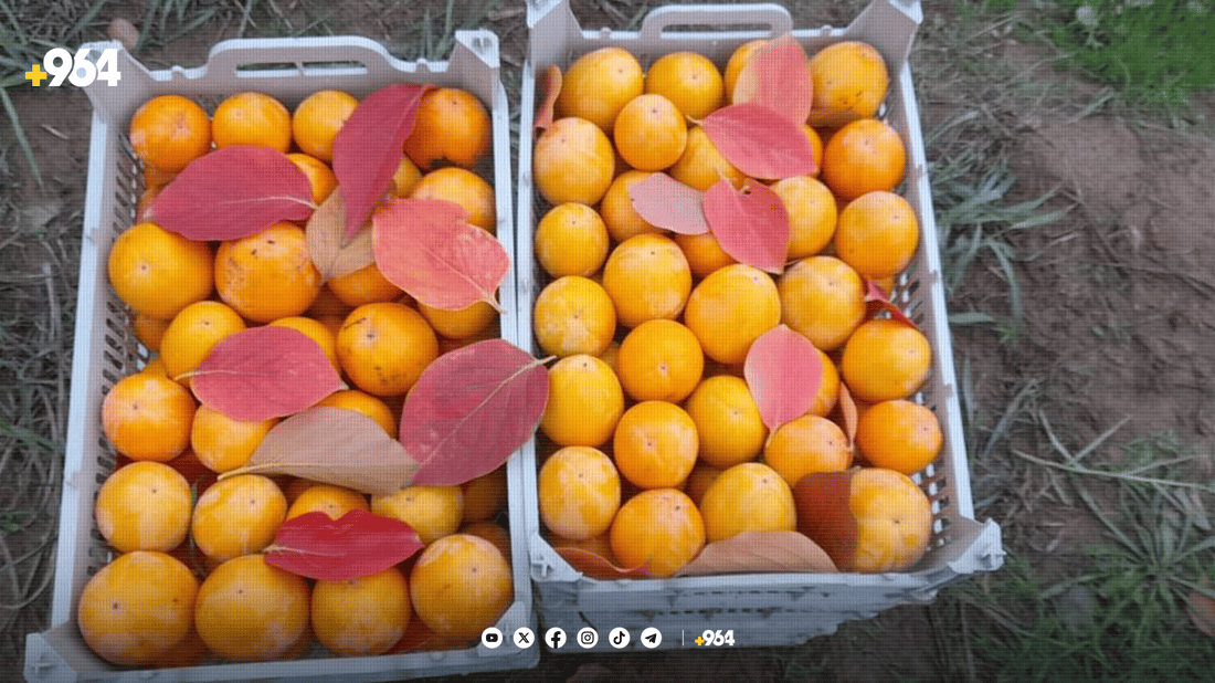 کاکی”ی ئاکرێ پێگەیشتووە و لە دەرەوەش هەر دێت”