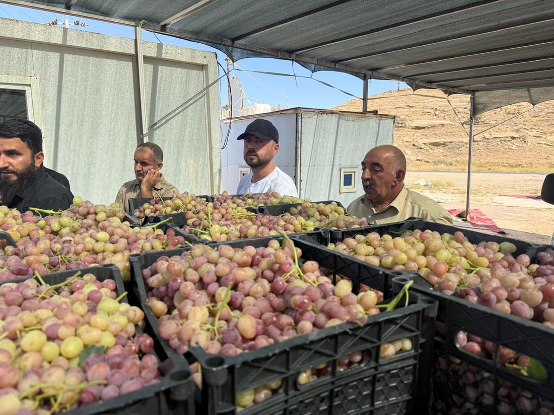 كۆمپانیایه‌كی خۆماڵی 6000 تۆن ترێ له‌ جوتیارانى دهۆک ده‌كڕێته‌وه‌