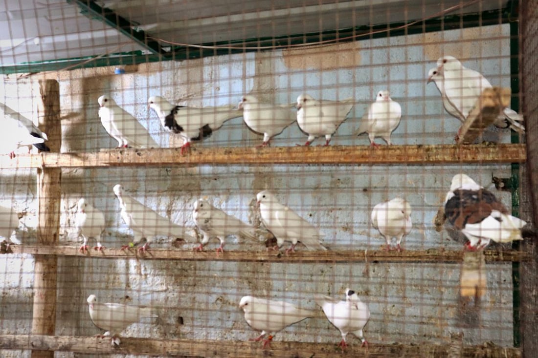 نظرة على أسعار الطيور في كربلاء من أحد أقدم “مطيرجية” طويريج (صور)