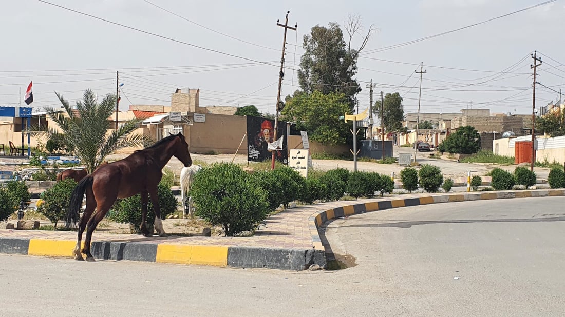 صور: خشية من تسرب لحمها للمطاعم.. حمير وبغال “تجتاح” شوارع تلعفر