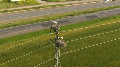 فيديو اللقلق من دهوك: نحميه قبل العودة الى أوروبا ونقدّر انه يحترم أعشاش الآخرين