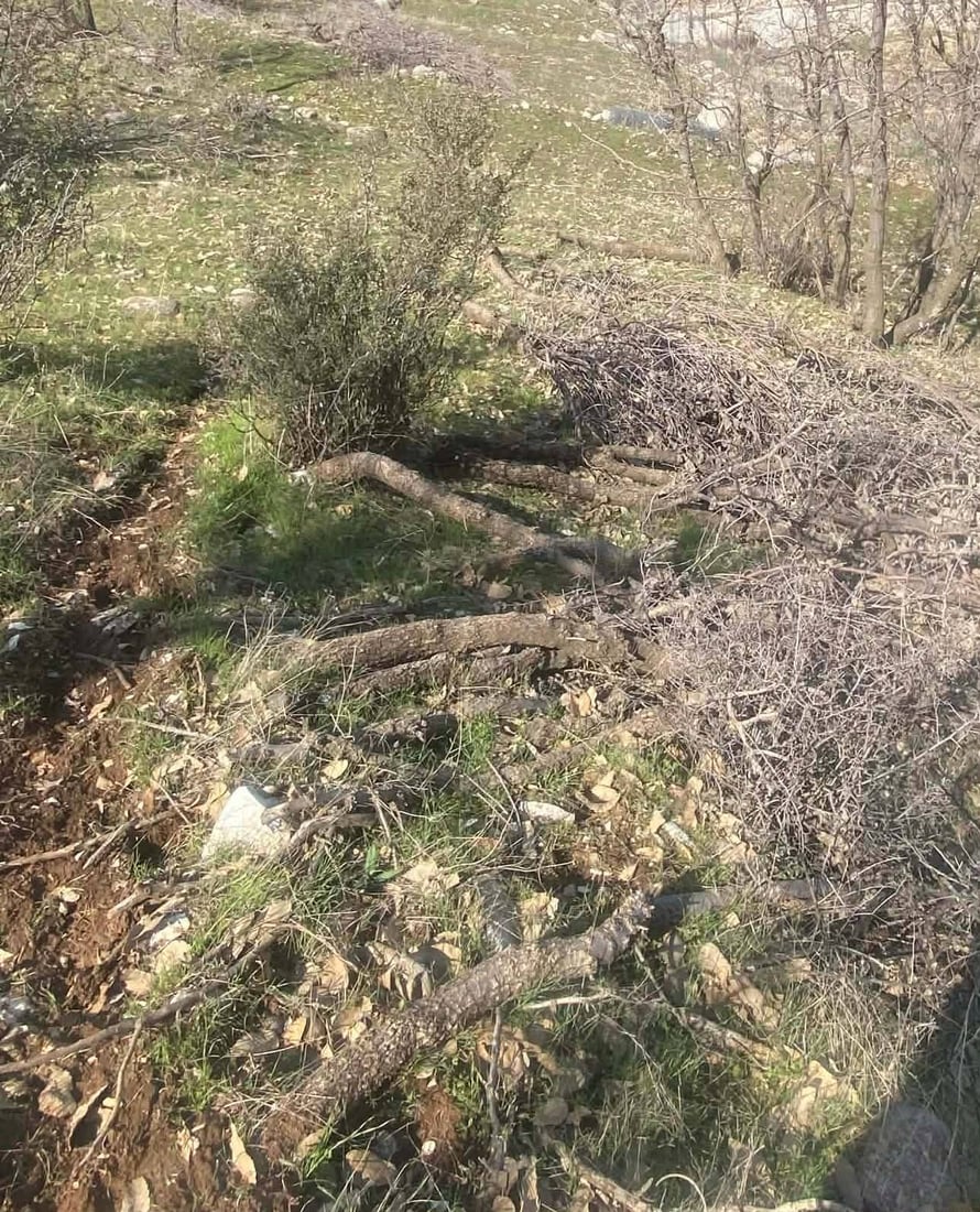 60 داربەڕووی باڵابەرز بڕدرانەوە و کەسێکیش بەتۆمەتی خەڵوزکردن دەستگیرکرا