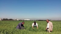 كشتوكاڵى دهۆك باشترین جۆرى گه‌نم بۆ بنه‌تۆو ده‌ستنیش...