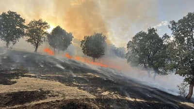 صور: تفحمت بساتين السليمانية بحرائق التهمت ألف دونم من الغابات