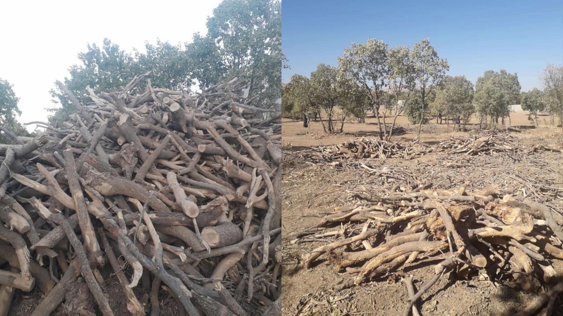 شەش پاڵاوگەی نایاسایی داخران و 12 کەس دەستگیر کران 