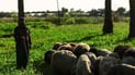 چەند رێكارێك بۆ کۆنتڕۆڵکردنی تای خوێنبەربوون