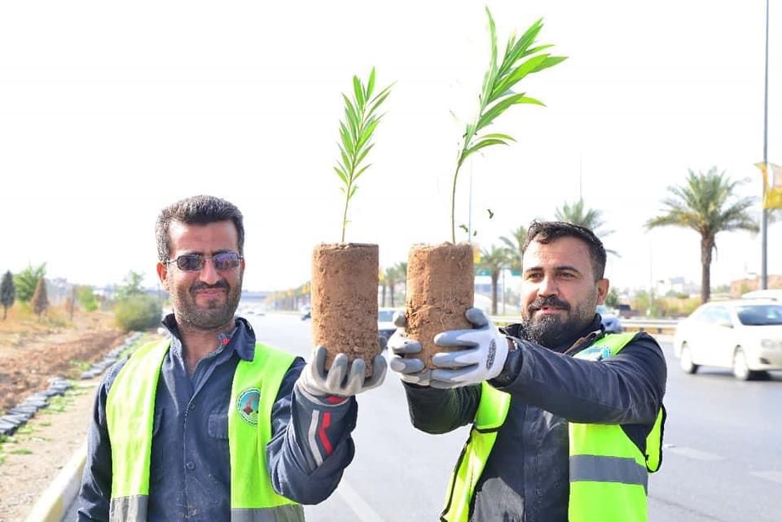 شەقامى 120 مەترى هەولێر بە دارى ژاڵە دەڕازێنرێتەوە