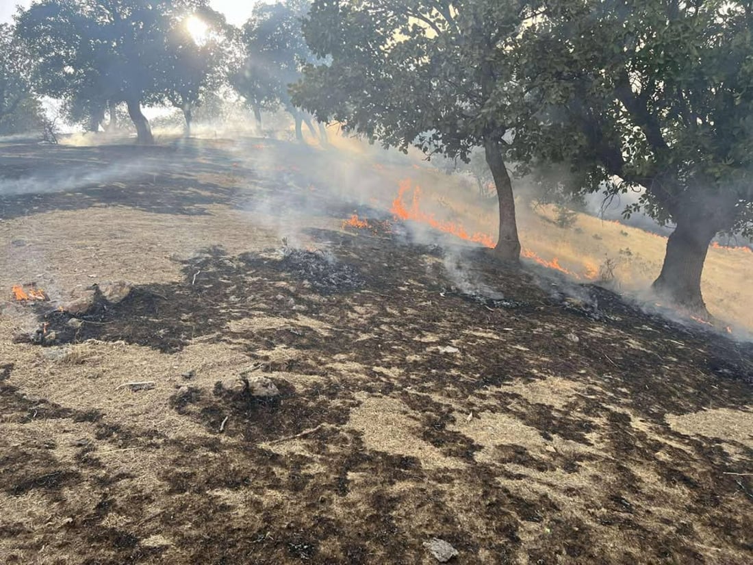 شۆرتی کارەبا زیاتر لە 1000 دۆنم پوش و پاوان و دارستانی لە شارباژێر سووتاند