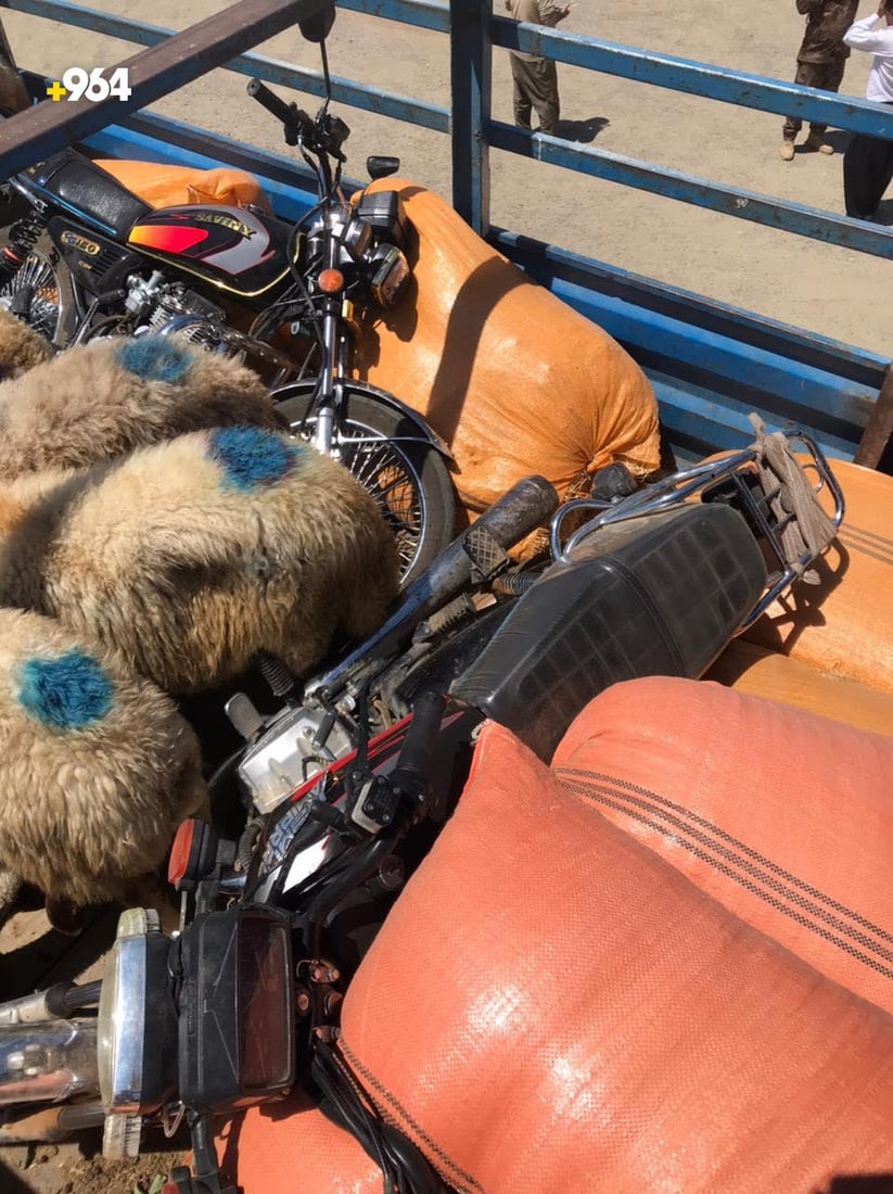 آتية من إيران.. حرس الحدود يضبط 67 رأس غنم حاول مهرب نقلها الى العراق (صور)