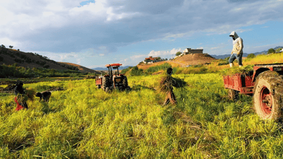 “الصدري” من بين الأنواع والعنبري أيضاً.. دهوك ستنتج 23 ألف طن من الرز هذا العام