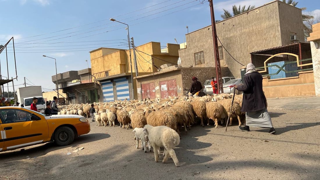 صور: القوات الأمنية تؤمن انتقال 10 آلاف رأس غنم إلى الشامية غرب الأنبار