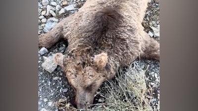 فيديو: مات بسمّ مدسوس قرب العسل.. العثور على جثة دب ضخم على سفوح قنديل