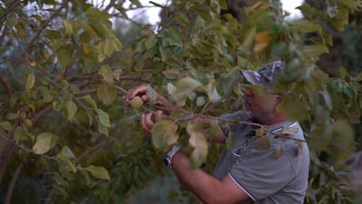 Al-Qaim farmer cultivates rare crops, unveils unique date palm