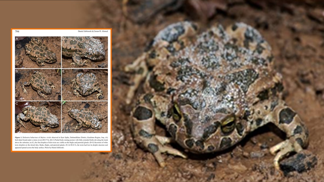 له‌هه‌رێمی كوردستان دوو سیفاتی خۆپاراستن لە بۆقی دێمیدا تۆمارکرا