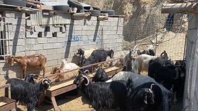 “ساڵی پار پەنجا مەڕم فرۆشت ئەمساڵ پێنج”