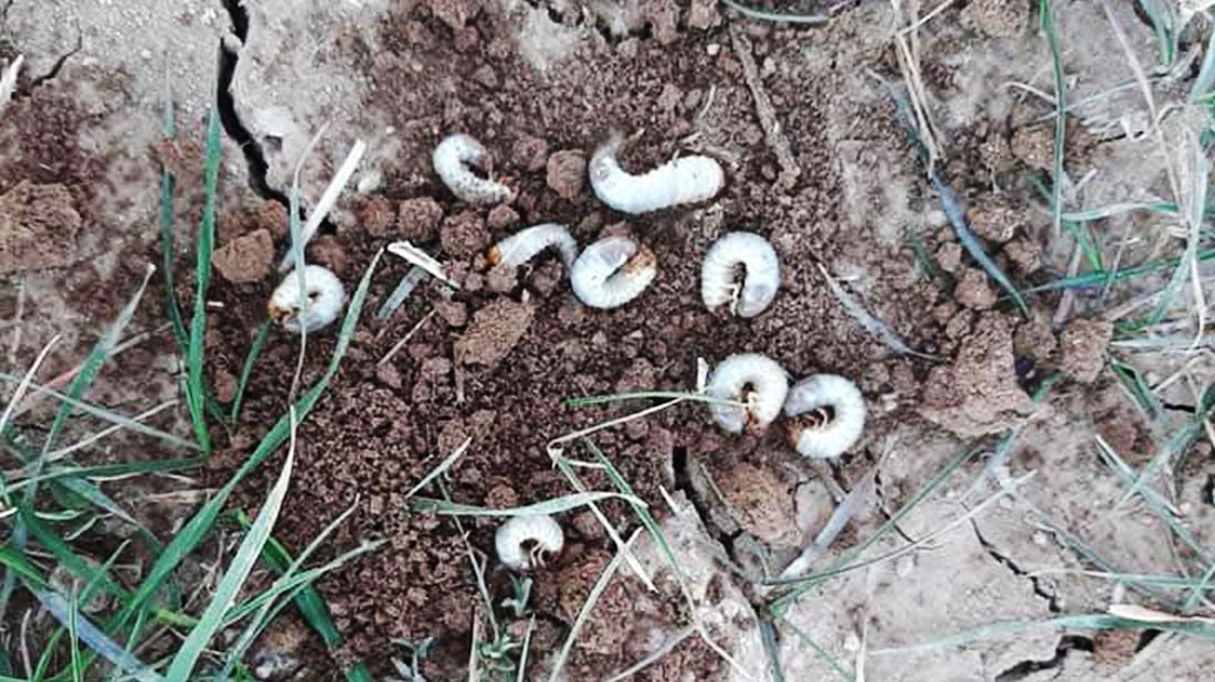 جۆرە کرمێک لەناو زەویە کشتوکاڵییەکانی مەخمور بڵاوبووەتەوە