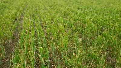 گەنمەکە ئاوی دەوێ؛ جوتیارانی هەولێریش کارەبا