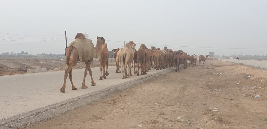 صور: إبل السماوة تبدأ رحلة الشتاء وتقطع 300 كم باتجاه السعودية