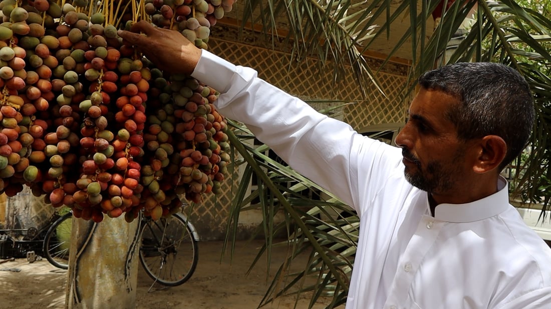 Farmer in Salah al-Din cultivates 23 varieties of dates, including rare Ajwa
