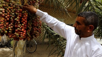 Farmer in Salah al-Din cultivates 23 varieties of dates, including rare Ajwa