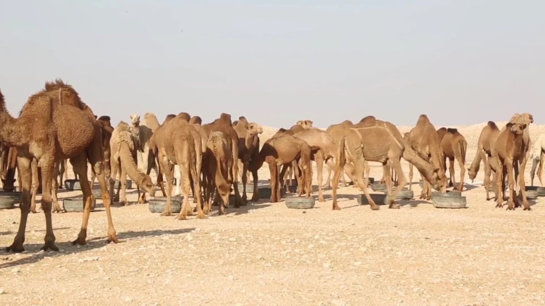 فرصة عمل في بادية السماوة.. راتب رعاة الإبل والغنامة يصل إلى 700 ألف دينار