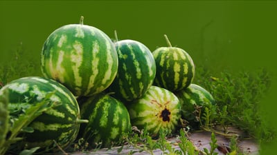 ئه‌مساڵ شووتییه‌كه‌ى هه‌ڵه‌بجه‌ به‌بێ كێشه‌ گه‌یشتووه‌ته‌ بازاڕه‌كانى عێراق