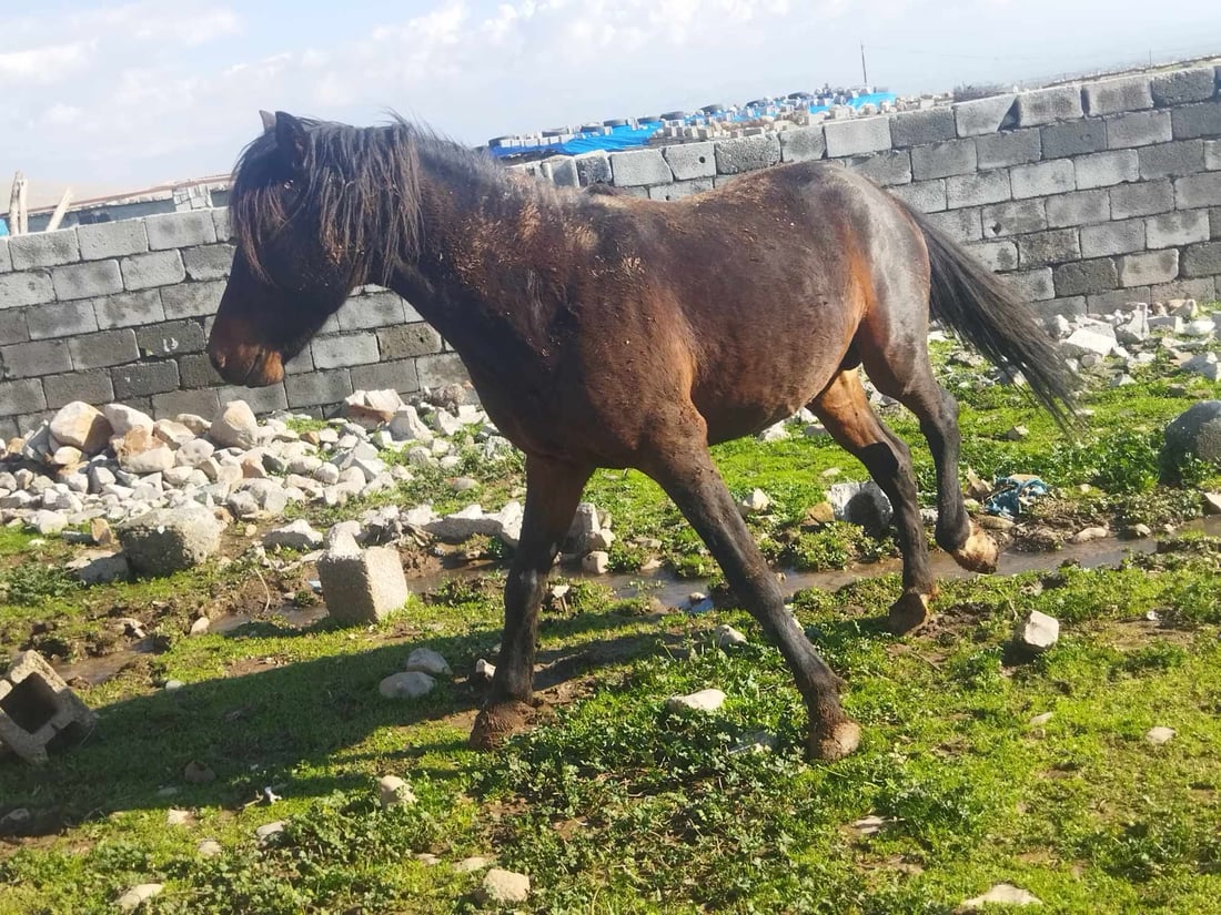 گوندێكی بنارى قه‌ندیل به‌ده‌ست وڵاغى به‌ڕه‌ڵڵا هه‌راسان بووه‌