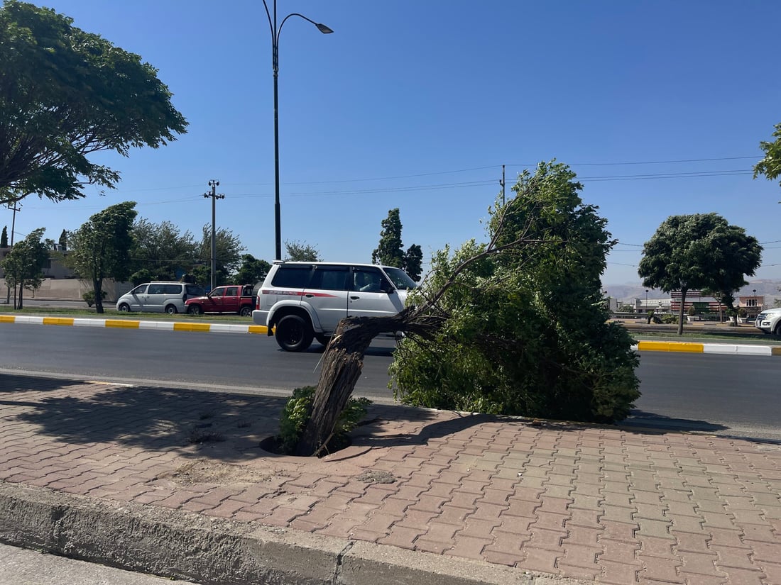 صور من عاصفة السليمانية المدمرة.. طرحت أشجار السبحبح أرضاً