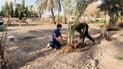 Baghdad farmer brings rare date varieties to Abu Ghraib orchards