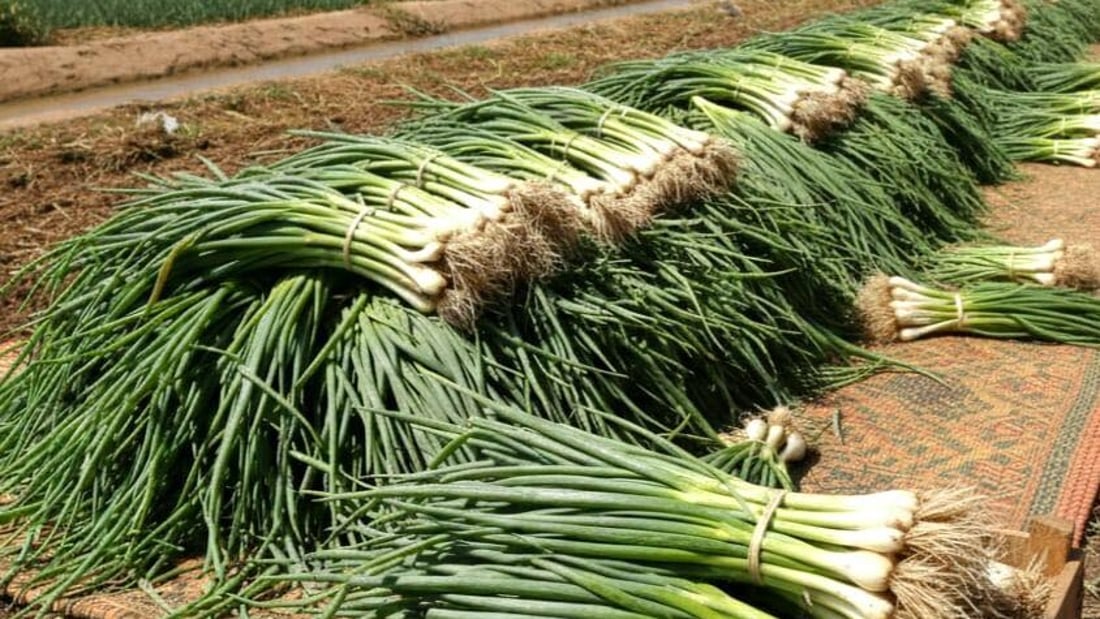 منع استيراد البصل الأخضر وإجراءات ضد “المتسرب للأسواق”