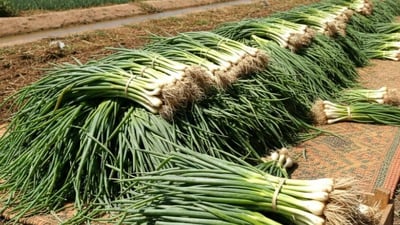 منع استيراد البصل الأخضر وإجراءات ضد “المتسرب للأسواق”