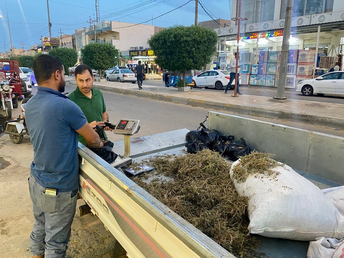 صور: بيع الزعتر العراقي في مدن الأنبار.. يفضّله أهل كبيسة وهيت