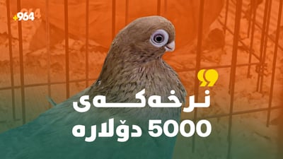 خاوەنی 50 كۆتری گرانبەهایە و دەڵێت “كۆتر حەزە و خەمڕەوێنە”