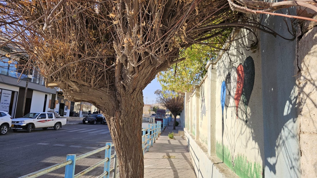 دار چەترەکانی شەقامی عەونی کۆیە زەرد هەڵگەڕاون و وشکبوون