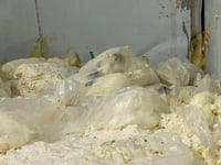 لە کارگەیەکی کەلار 15 تۆن پەنیری بەسەرچوو دۆزرایەوە