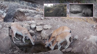 Sulaymaniyah professors deliver water to wildlife