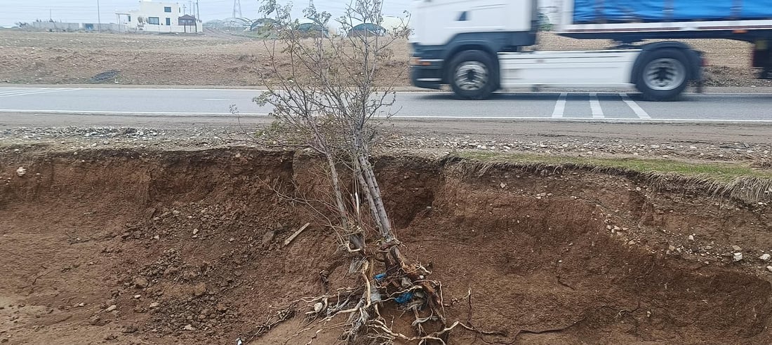 بچن بەهانای درەختەکانی نێوان تەکیە بۆ چەمچەماڵ