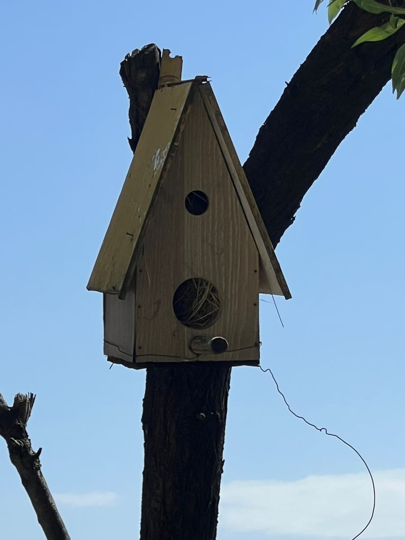 ئه‌و هێلانه‌ ده‌ستكردانه‌ى بۆ باڵنده‌كانى شه‌قڵاوه‌ دروستكرابوون ئاوه‌دان بوونه‌ته‌وه‌