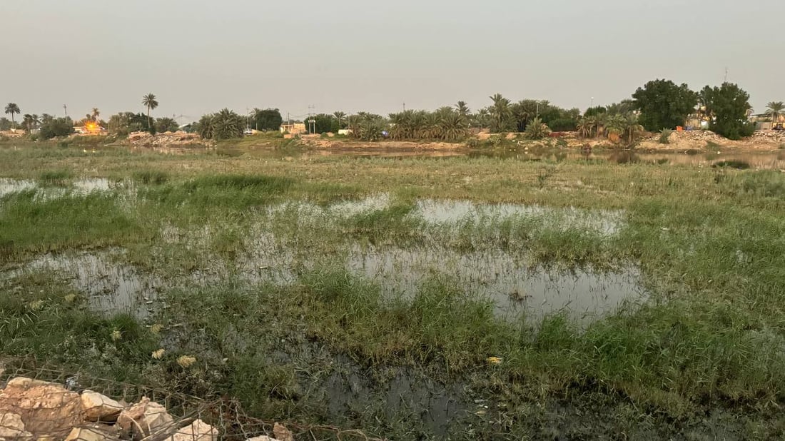 الماء أكثر في نهر المشخاب لكن البردي يقطع الطريق إلى مزارع الحنطة! (صور)