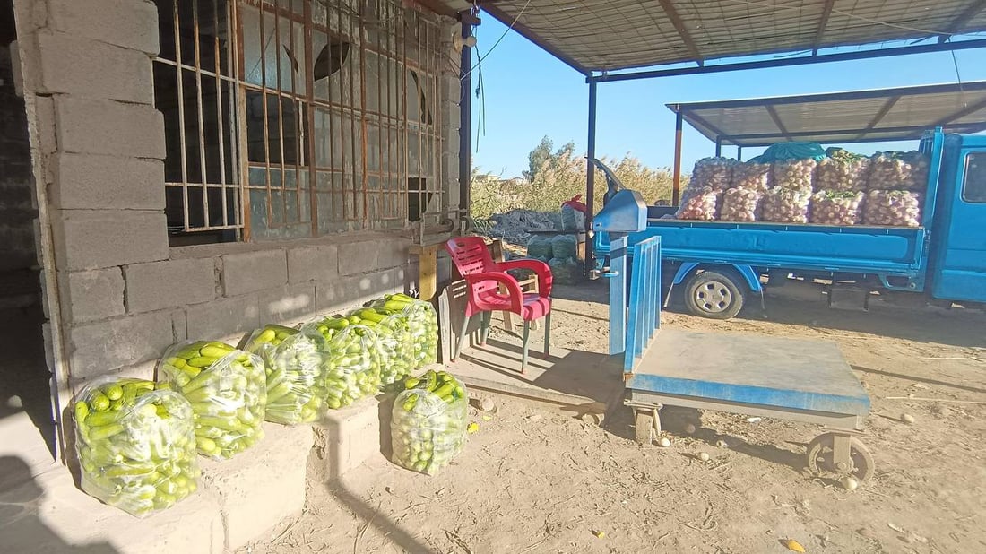 حصاد الشتاء بدأ في الرضوانية والعلاوي تبيع ما تبقى من محاصيل الصيف (صور)