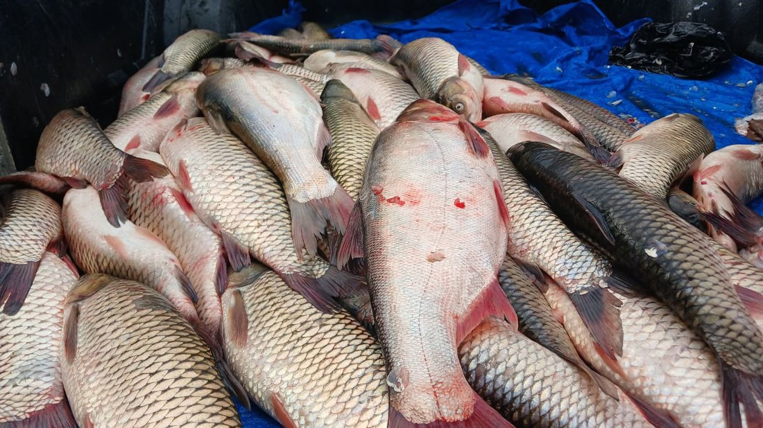 عاد السمك إلى آلتون كوبري والكيلو 5 آلاف.. شباك “قية باشي” وسط الزاب