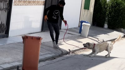 شاهد: صيادو الكلاب السائبة في أربيل.. متطوعون يحصلون على كل كلب 3 آلاف دينار